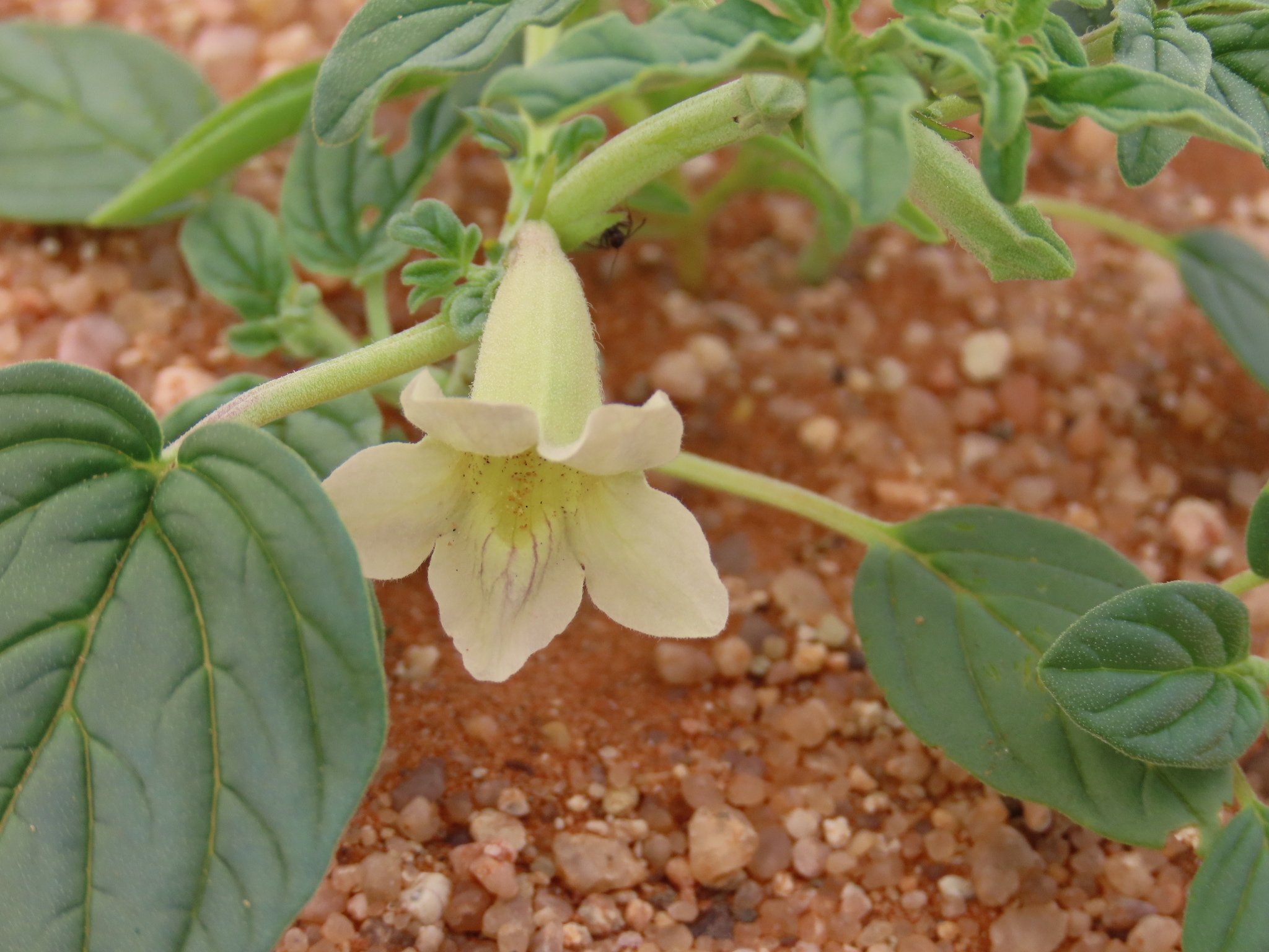 Namib Sesame (Sesamum abbreviatum)