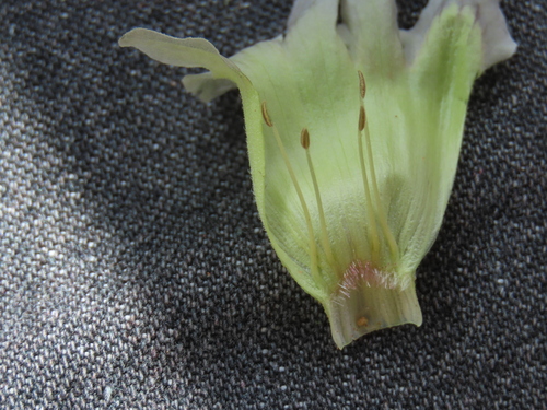 Image of Sesamum abbreviatum by no rights reserved