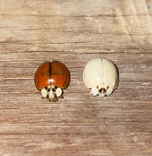 Asian Lady Beetle photographed in Tennessee
