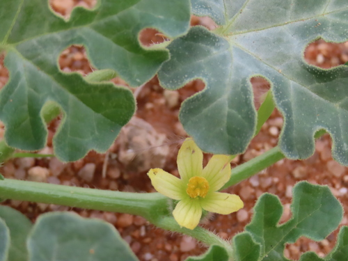 Image of Citrullus rehmii by no rights reserved
