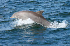 Tamanend's Bottlenose Dolphin photo 1