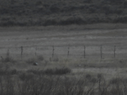 Gunnison Grouse (Centrocercus minimus), photo 4