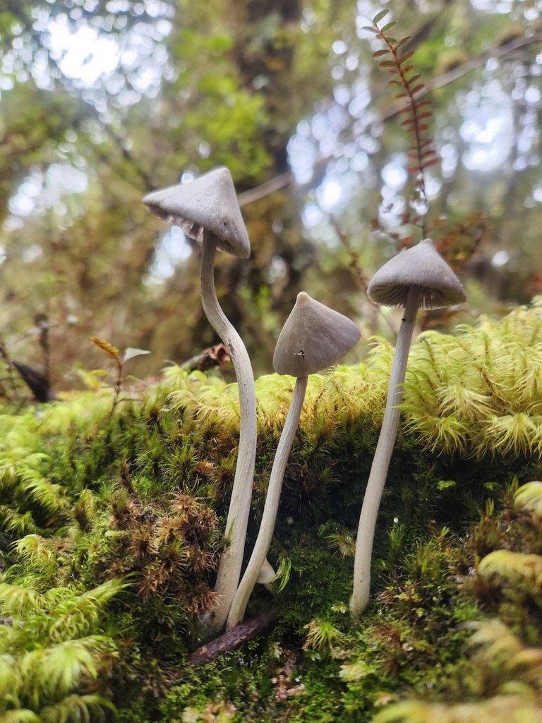 Entoloma canoconicum · April 2025 · photo: © archie_tarn (iNaturalist, cc-by)
