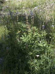 Lupinus burkei
