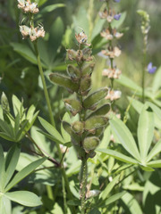 Lupinus burkei