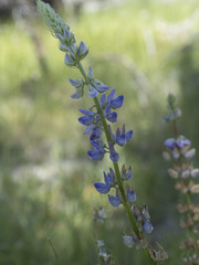Lupinus burkei