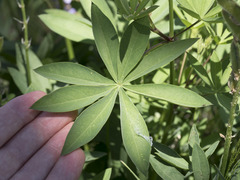 Lupinus burkei