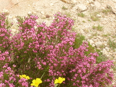 Erica umbellata