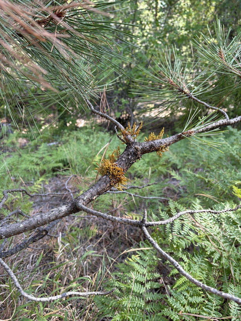 Western Dwarf-Mistletoe from Okanogan - Wenatchee National Forest ...