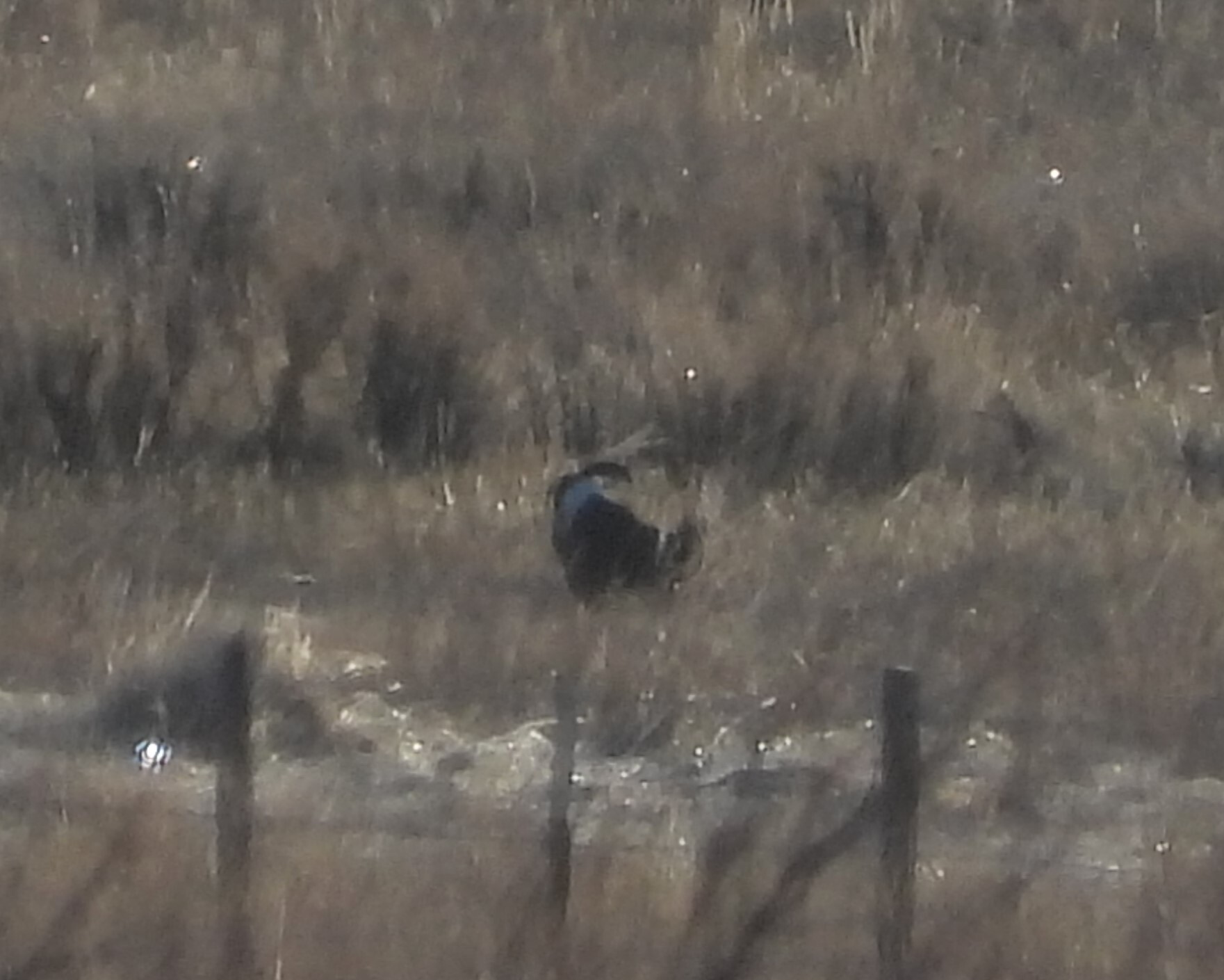 Gunnison Sage-Grouse (Centrocercus minimus)