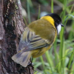 Pachycephala pectoralis contempta