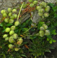 Alyssoides utriculata