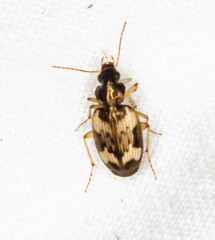 Tetragonoderus fasciatus