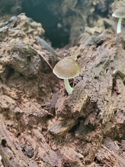 Pluteus septocystidiatus