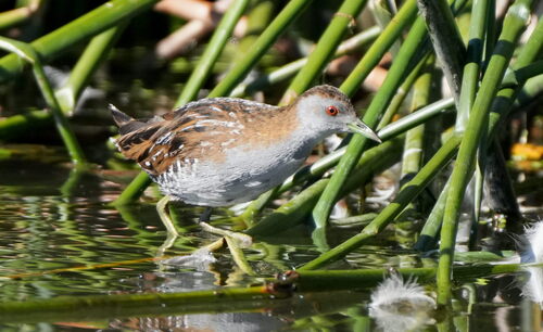 Baillon's Crake (Zapornia pusilla), photo 5