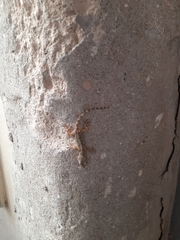 Tarentola mauritanica