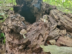 Pluteus septocystidiatus