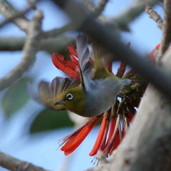 Zosterops lateralis tephropleurus