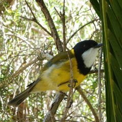 Pachycephala pectoralis contempta