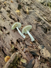 Pluteus septocystidiatus