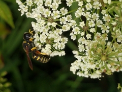 Ectemnius decemmaculatus