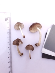 Pluteus septocystidiatus