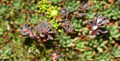 Montitega dealbata