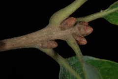 Quercus × stelloides