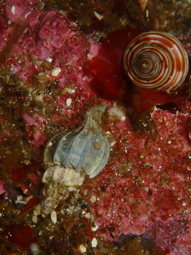 Boreotrophon multicostatus observed 2025-04-09