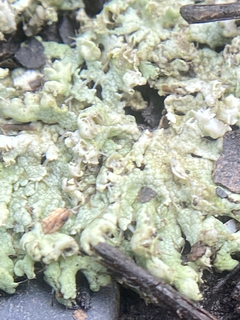 Physcia vitii