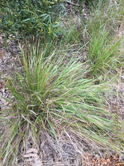 Paspalum orbiculare