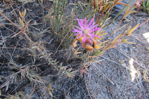 Rough Spoonfig (Erepsia aspera)