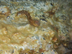 Microlipophrys canevae