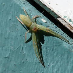 Cetratus