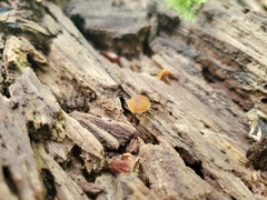 Galerina triscopa