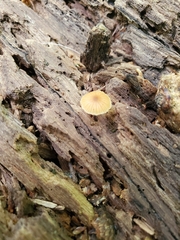 Galerina triscopa