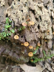 Galerina triscopa