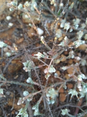 Erica xeranthemifolia