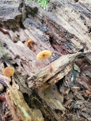Galerina triscopa