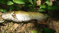 Ameiurus platycephalus