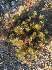 Serruria inconspicua