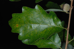 Quercus × stelloides