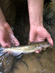 Ameiurus platycephalus