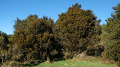 Podocarpus totara waihoensis
