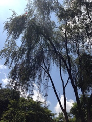 Melaleuca viminalis