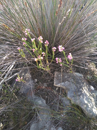 Image of Erica excavata by (c) Brian du Preez, some rights reserved (CC BY-SA)