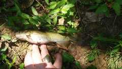 Ameiurus platycephalus