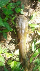 Ameiurus platycephalus