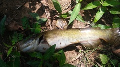 Ameiurus platycephalus