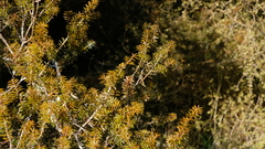 Podocarpus totara waihoensis